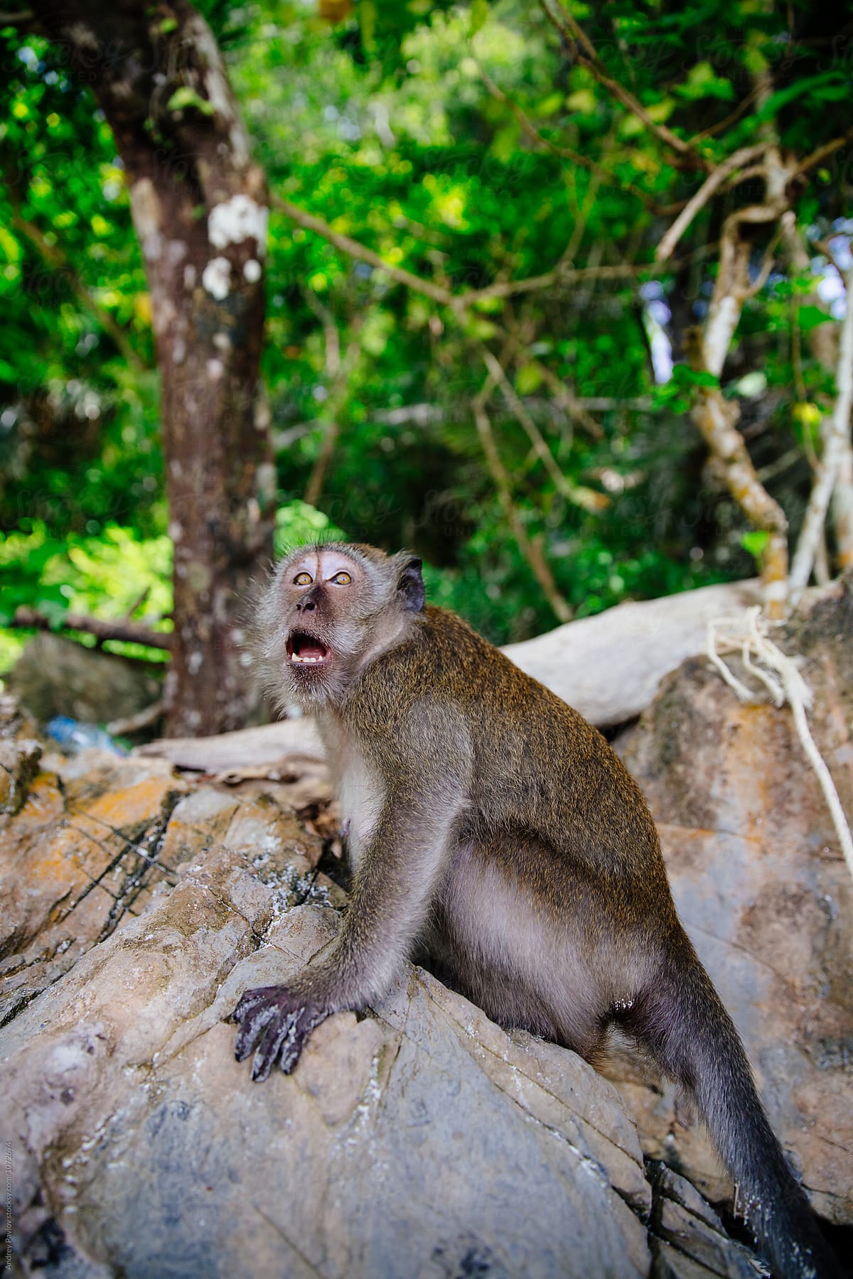 Monkey with open mouth looking up with scared look on rock