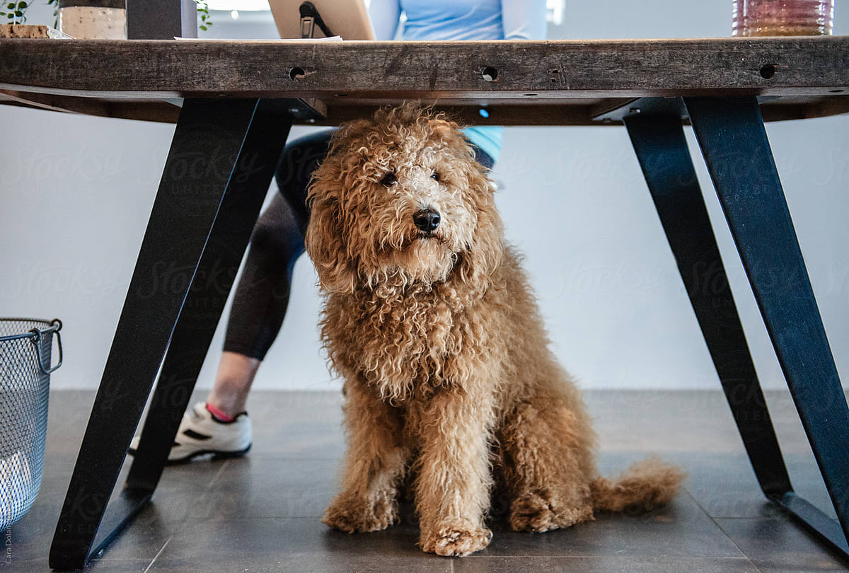 Goldendoodle Dog Sits Under Owner\'s Desk at Work