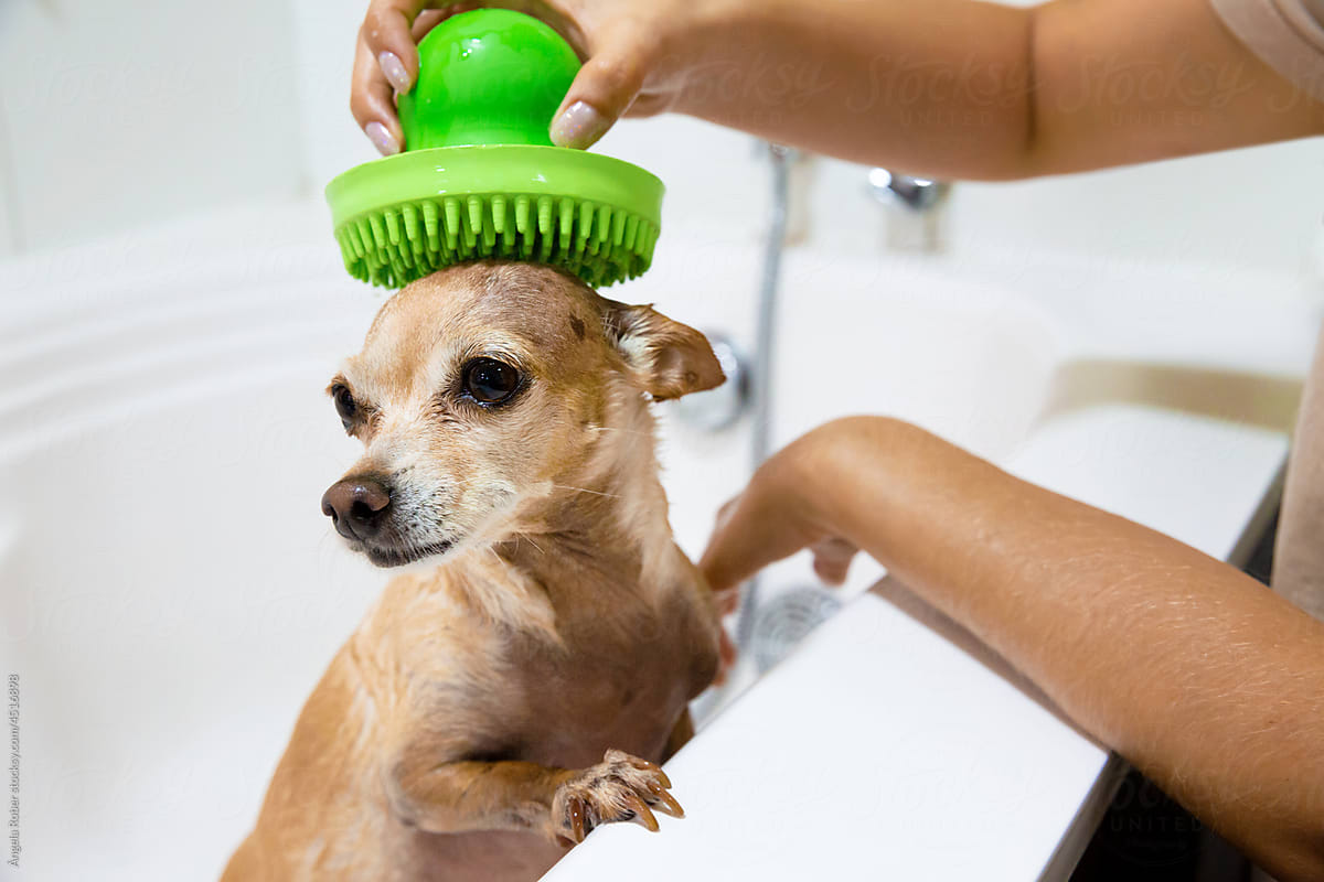 Close-up shot of an unrecognizable woman bathing a small dog