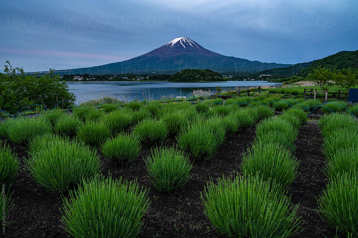 Green Bushes And Mt Fuji On A Cloudy Morning