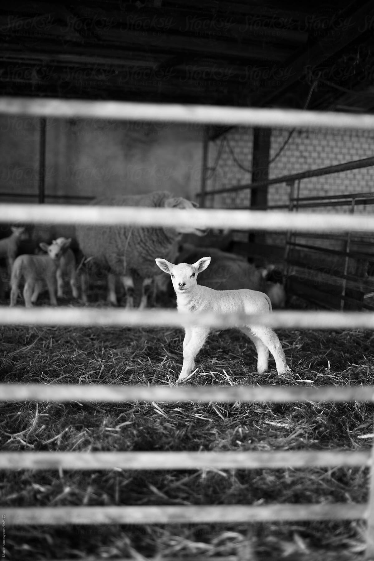 Newborn lambs, a few days old, in a dark stable