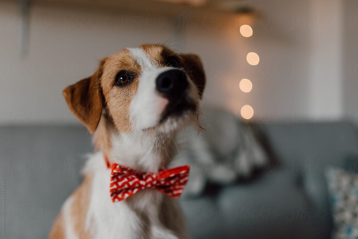 Portrait of a dog with red bow tie