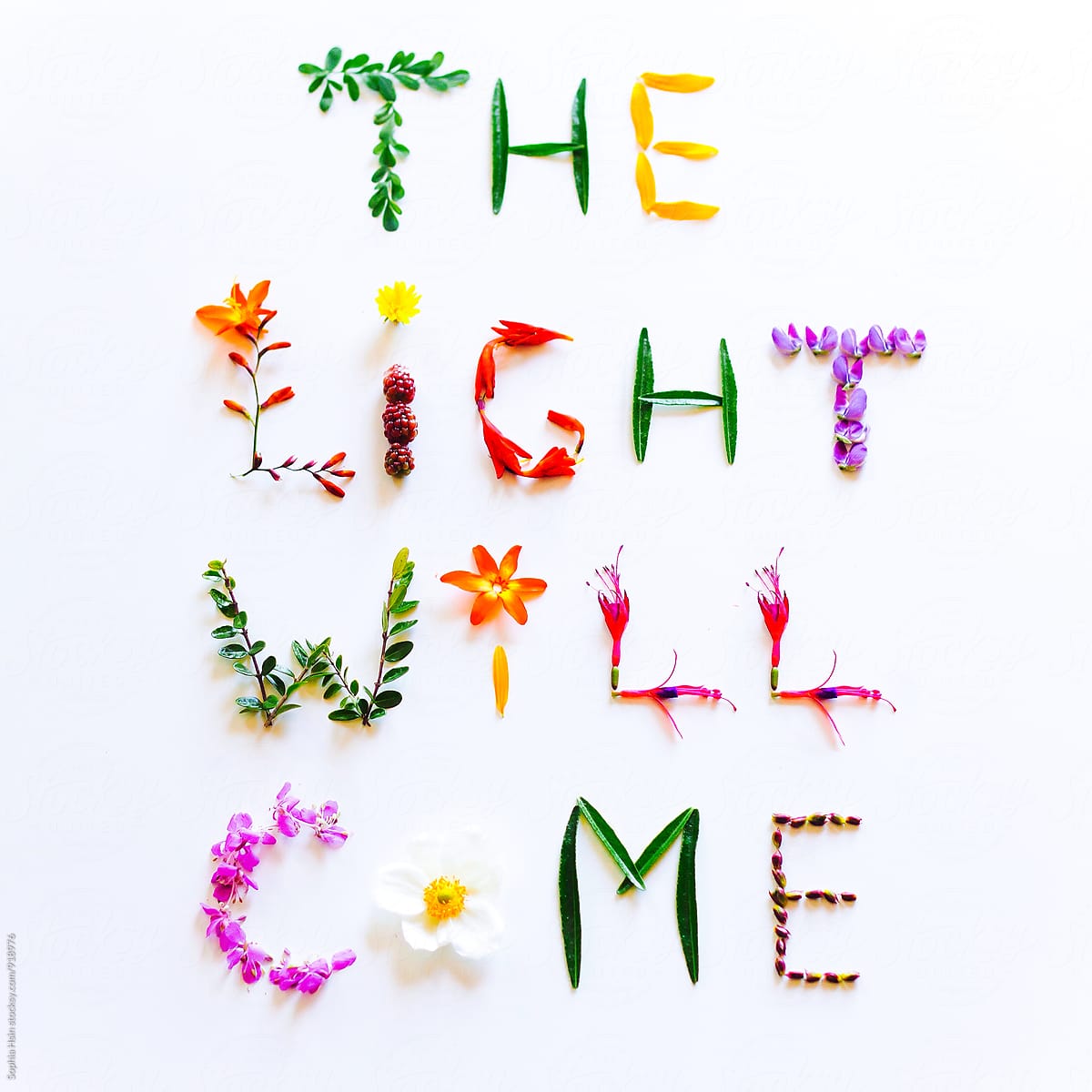 The Light Will Come in Flowers
