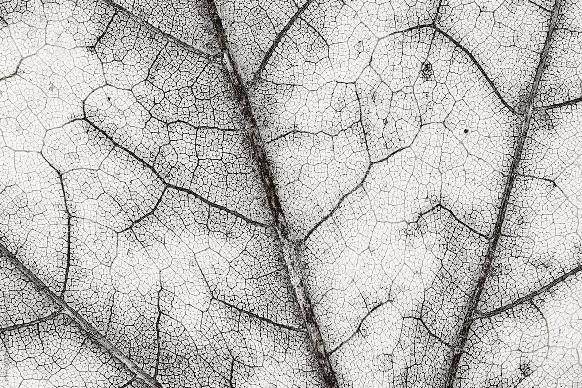 Maple leaf in solarized black and white, close up