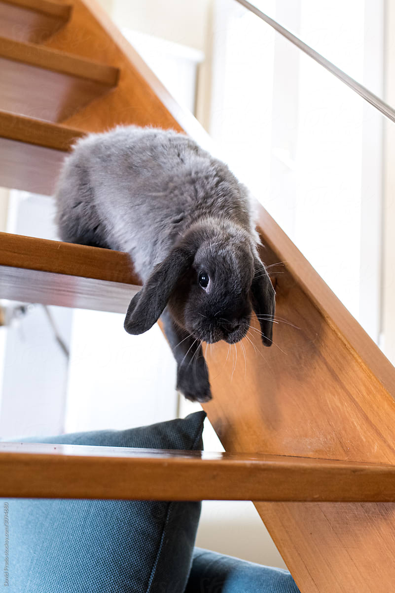 Fluffy domestic rabbit walking down wooden stairs