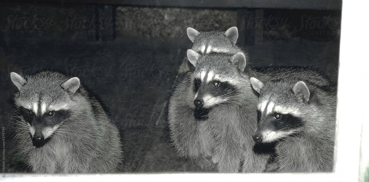Raccoon (Procyon lotor) family in nature coming for food at night