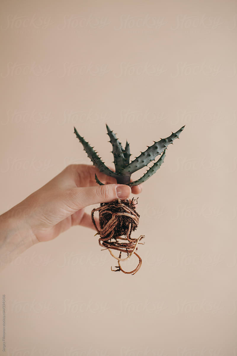 Crop hand holding small plant