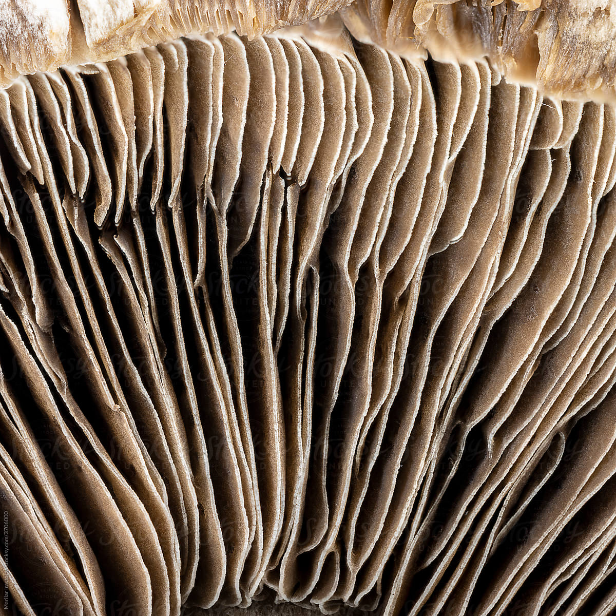 Mushroom Textures