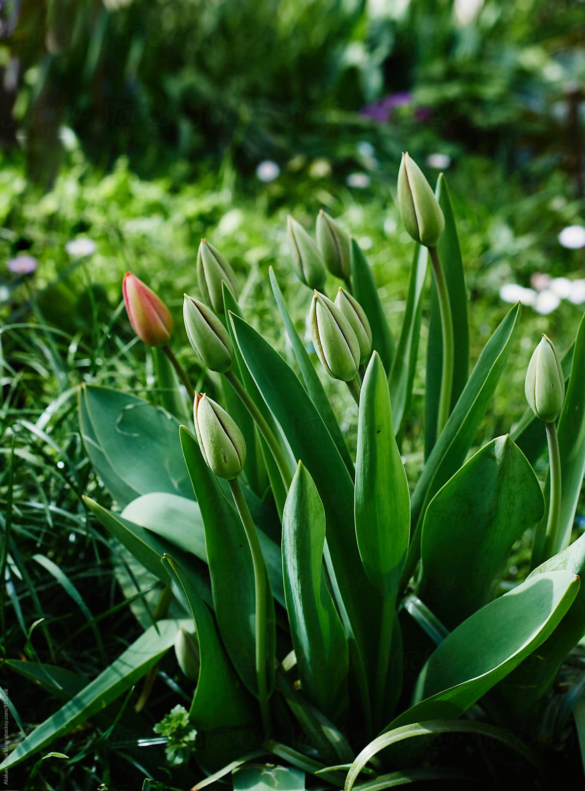 Fresh  green tulips