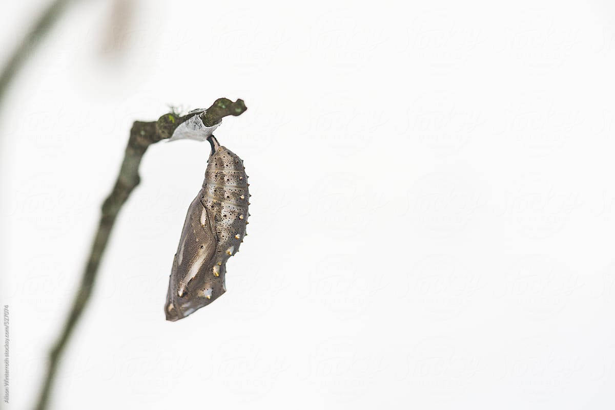 A Butterfly Cocoon On A Twig