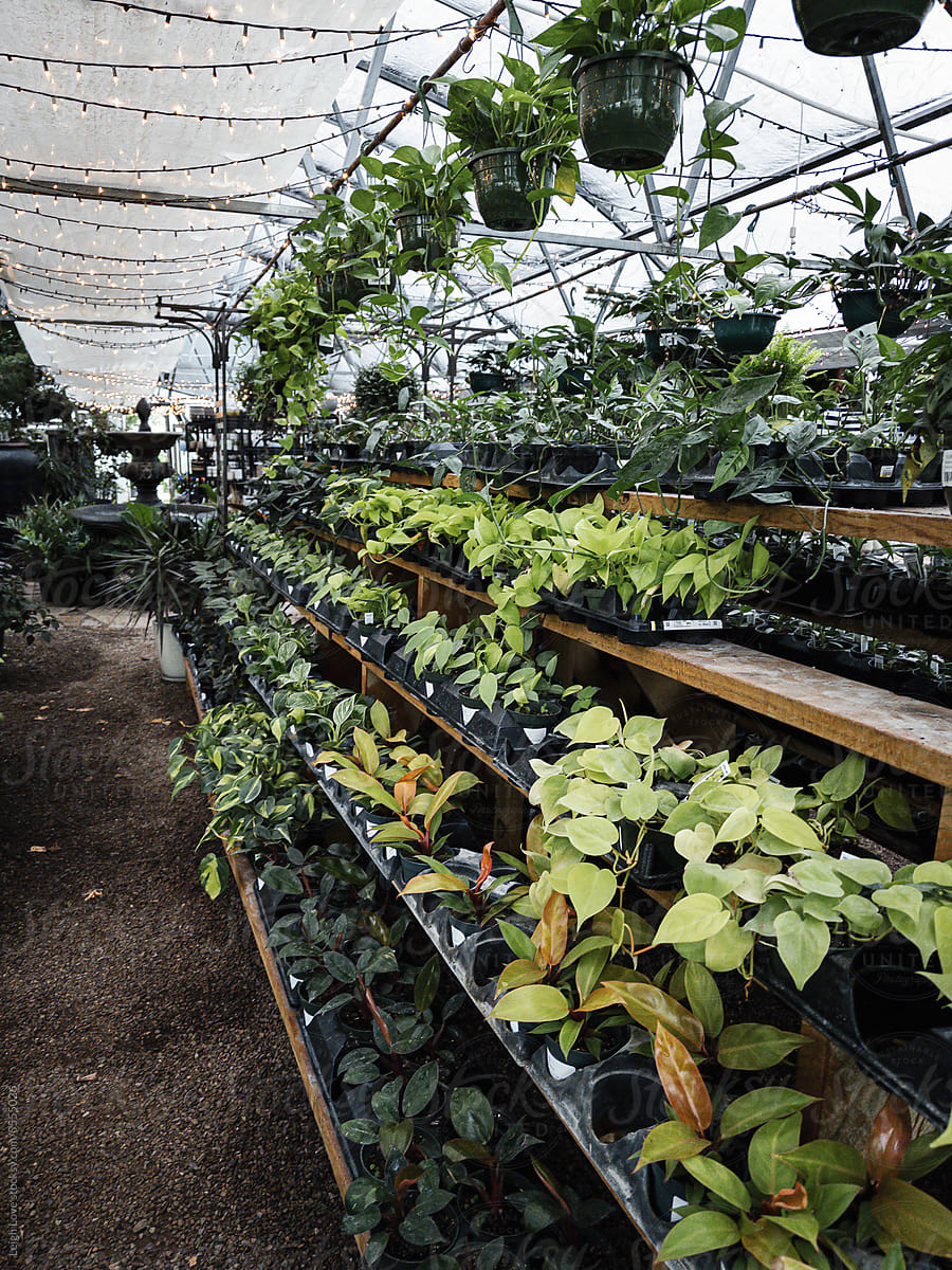 Greenhouse with Tropical Plants Lined Up On Shelves.
