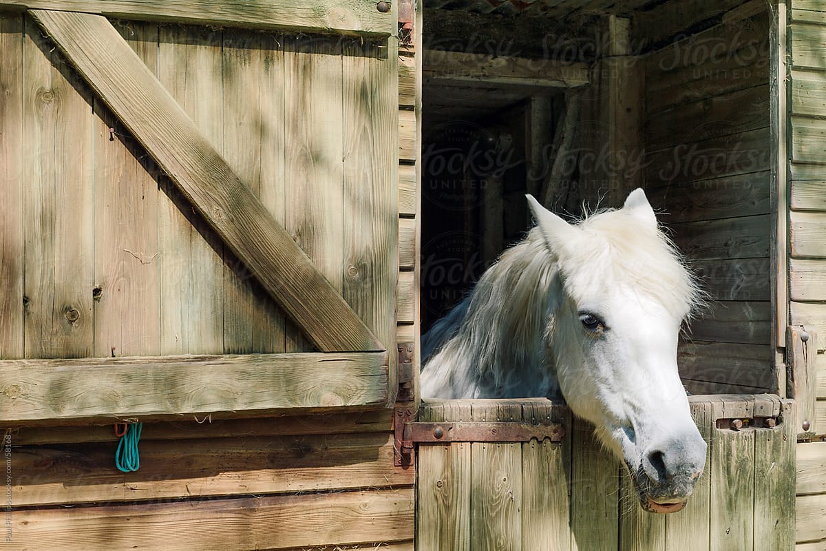 White horse looking out of stable door