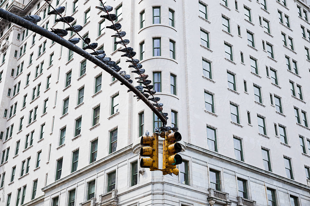 pigeons on the wires of a traffic light