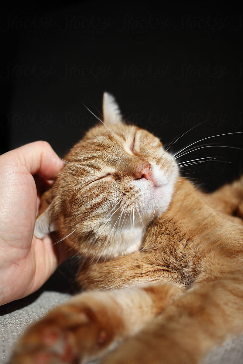 Ginger tom cat enjoying a good neck scratch