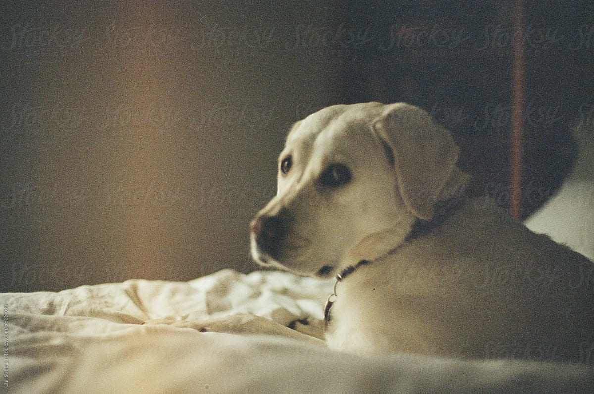 Film photo white Labrador laying in bed