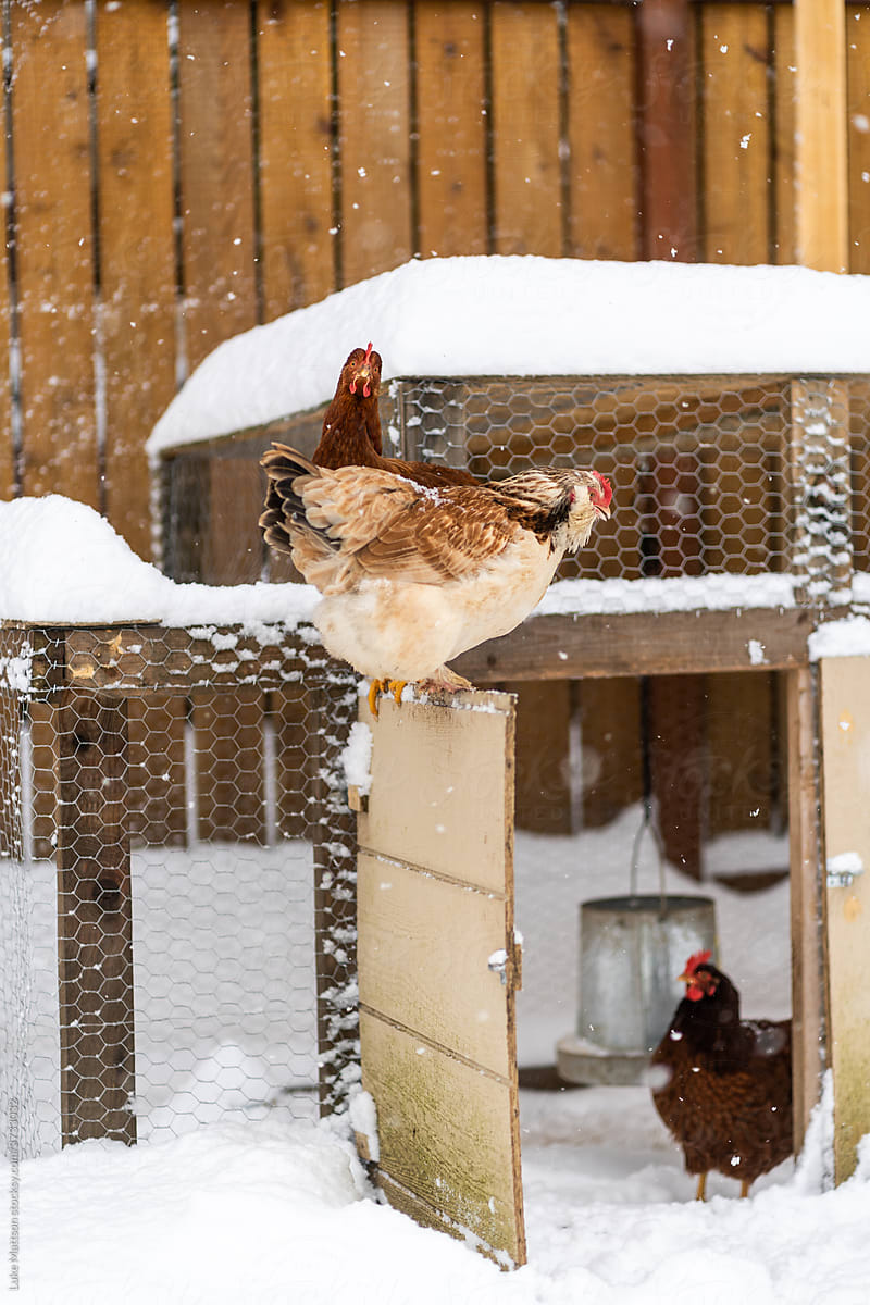 Chickens In Snow