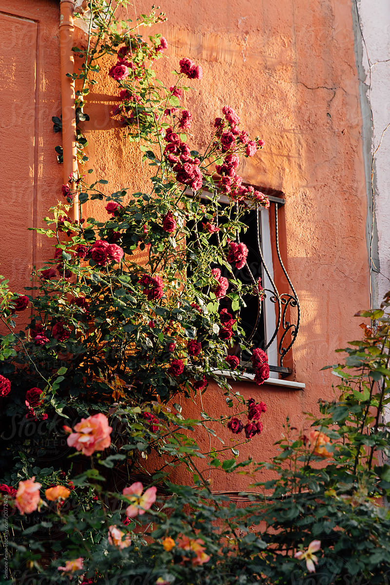 Pink and red roses against the wall and window of a home in the morning