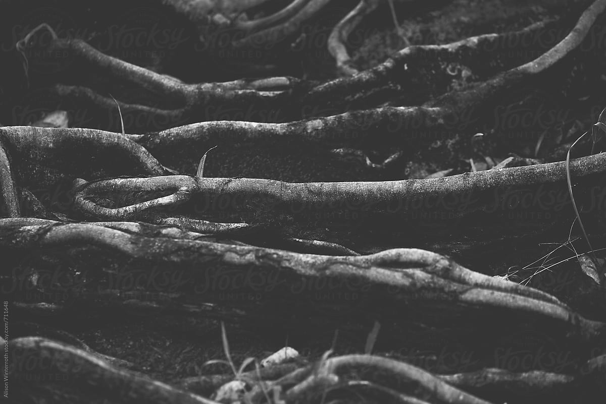 A Dramatic Image Of Tree Roots