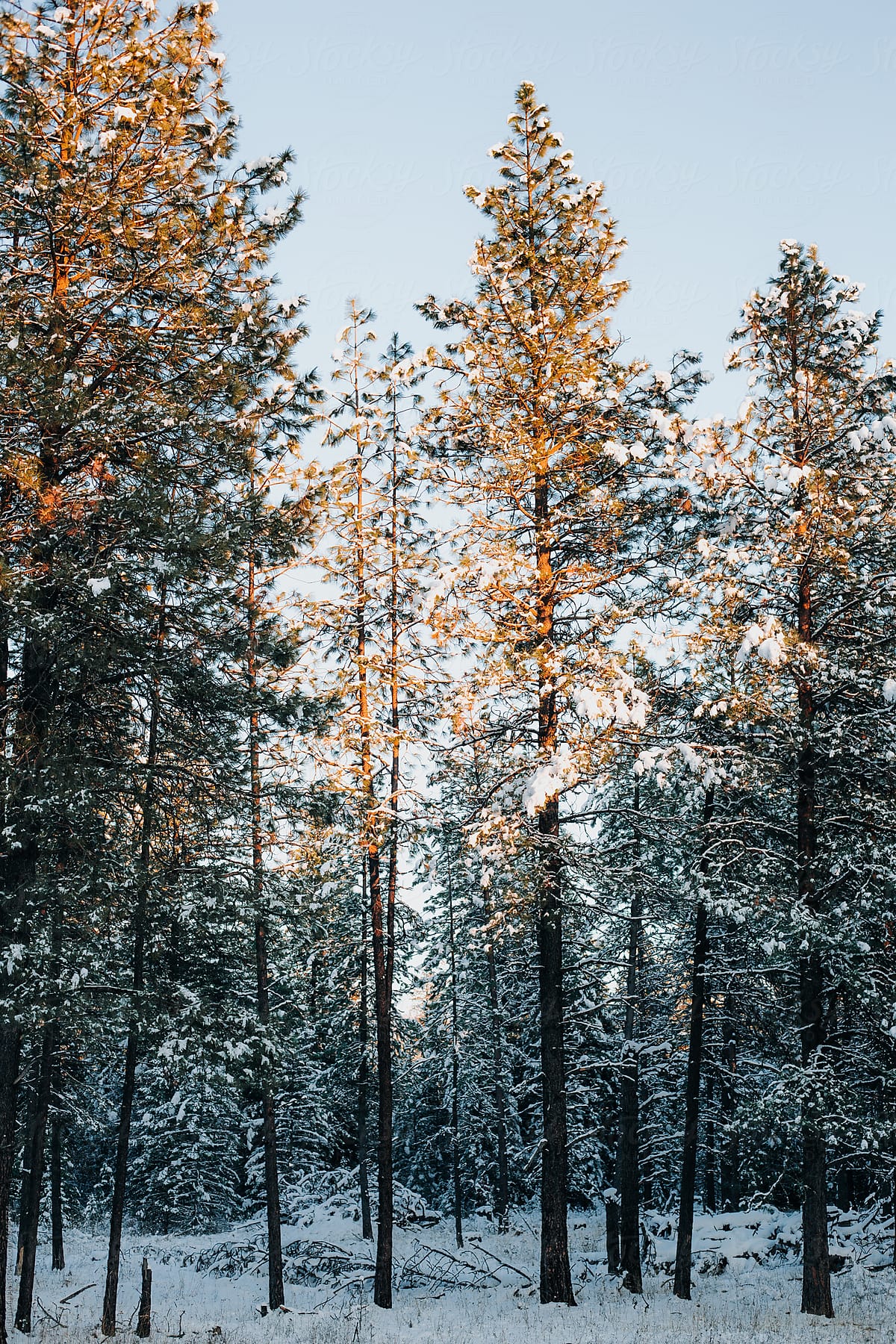 Sunset light on snow covered pine trees.