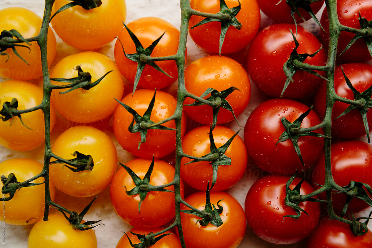 Colorful tomatos