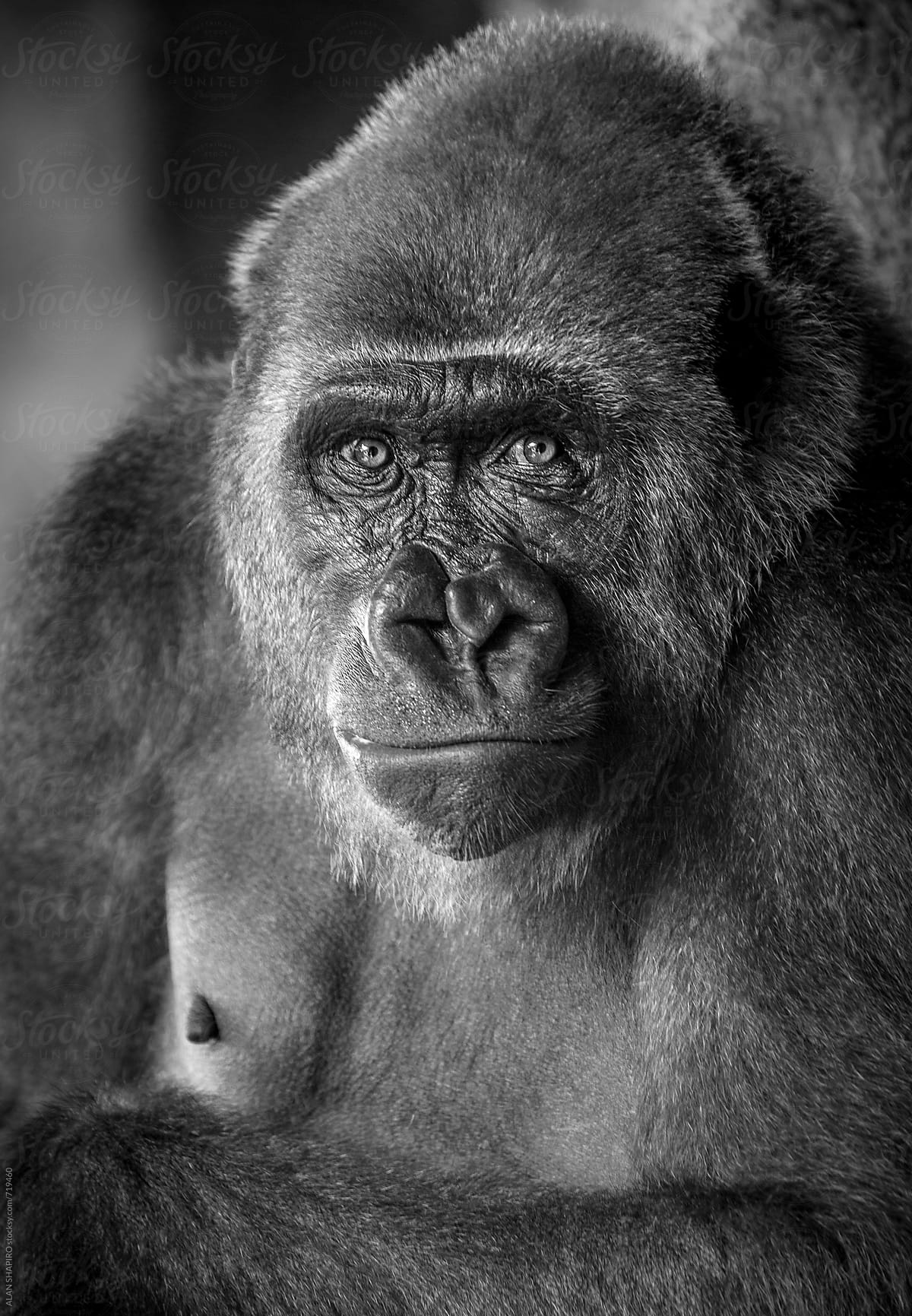 female lowland gorilla