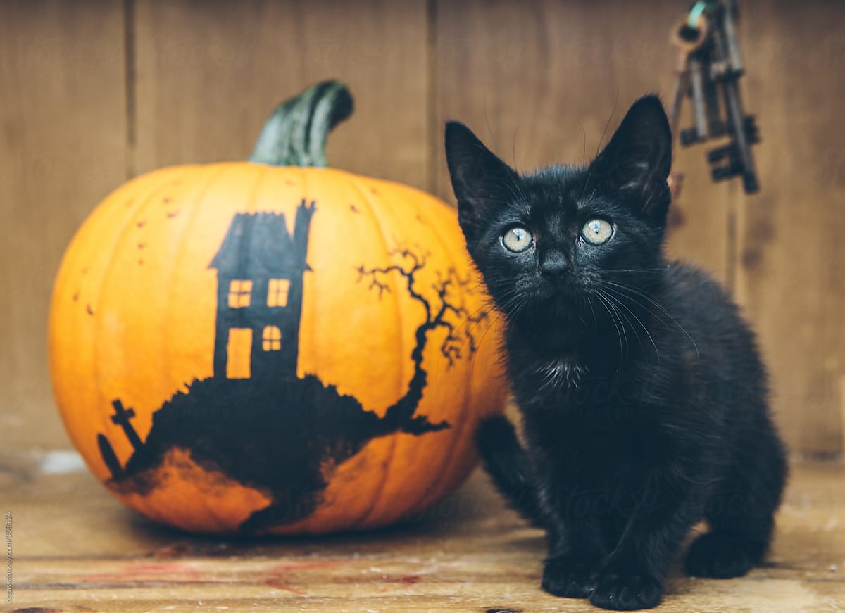 Black Cat With Decorated Pumpkin For Halloween By Kkgas 