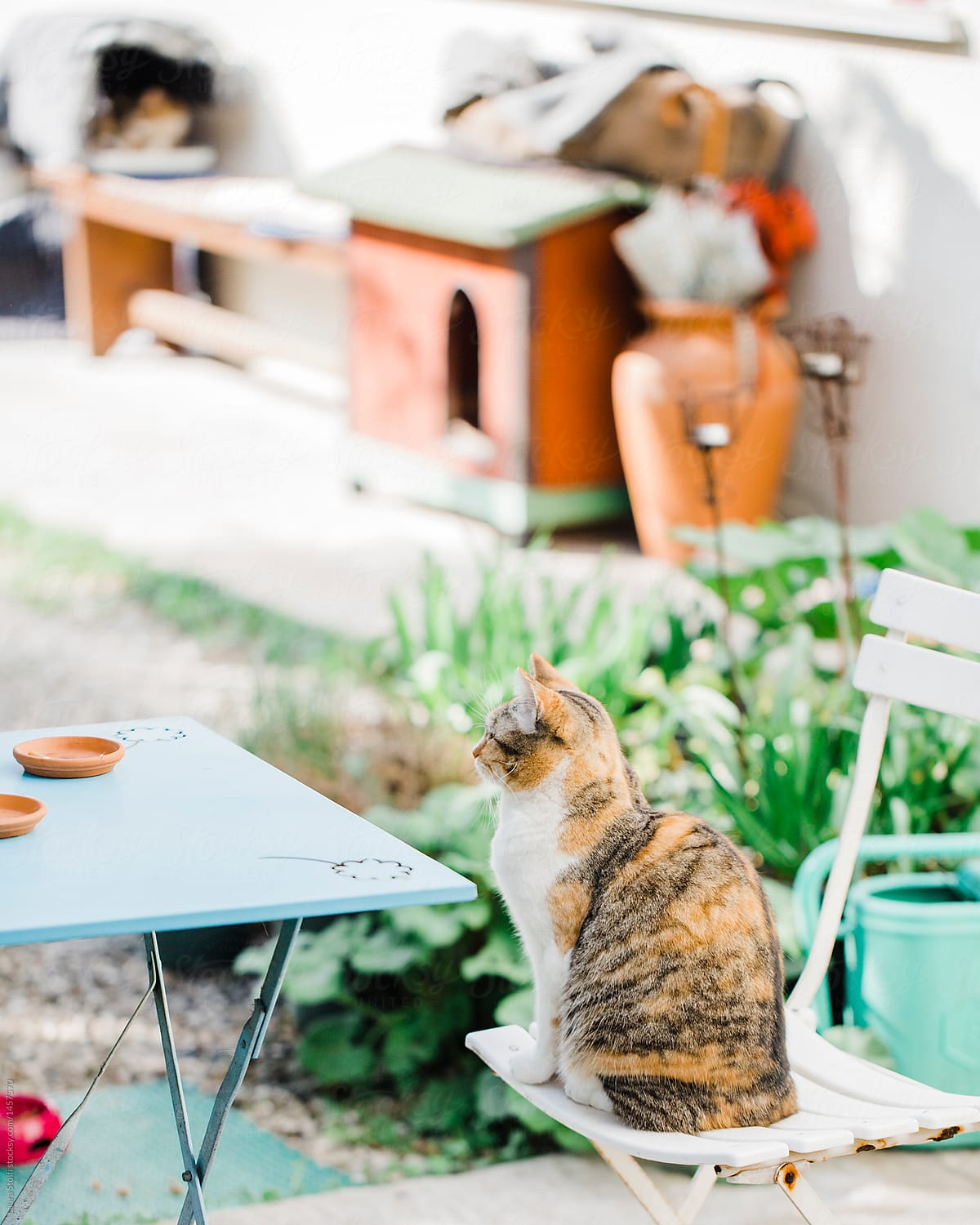 Tabby cat sits on chair at garden table