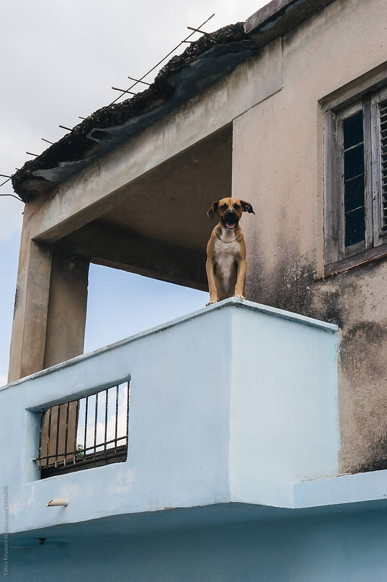 Dog at the balcony in the street of cuba