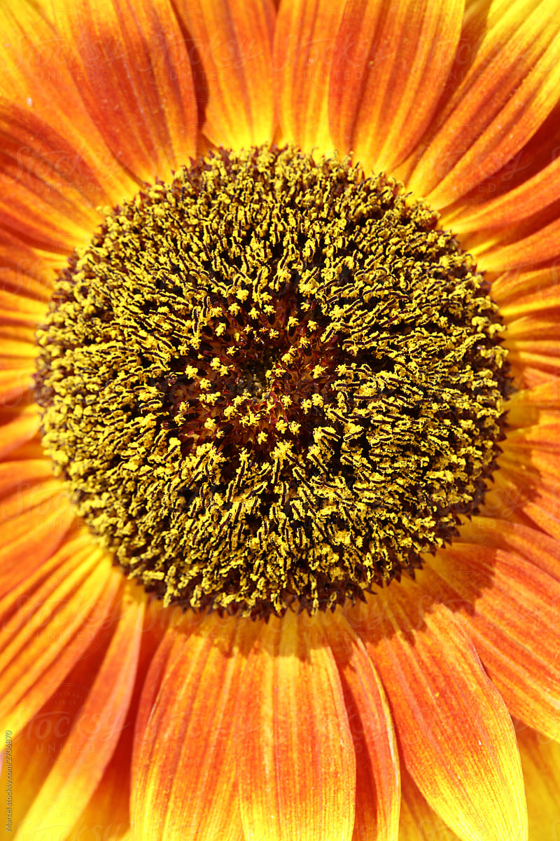 Orange sunflower close up, focus on the pollen in the center