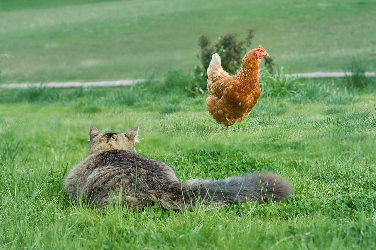 cat stalking a chicken