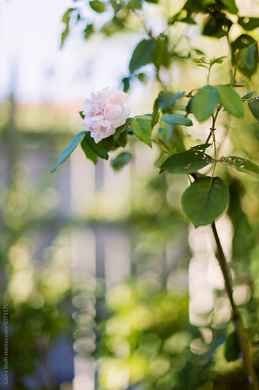 Single pale rose blooms close to garden gate