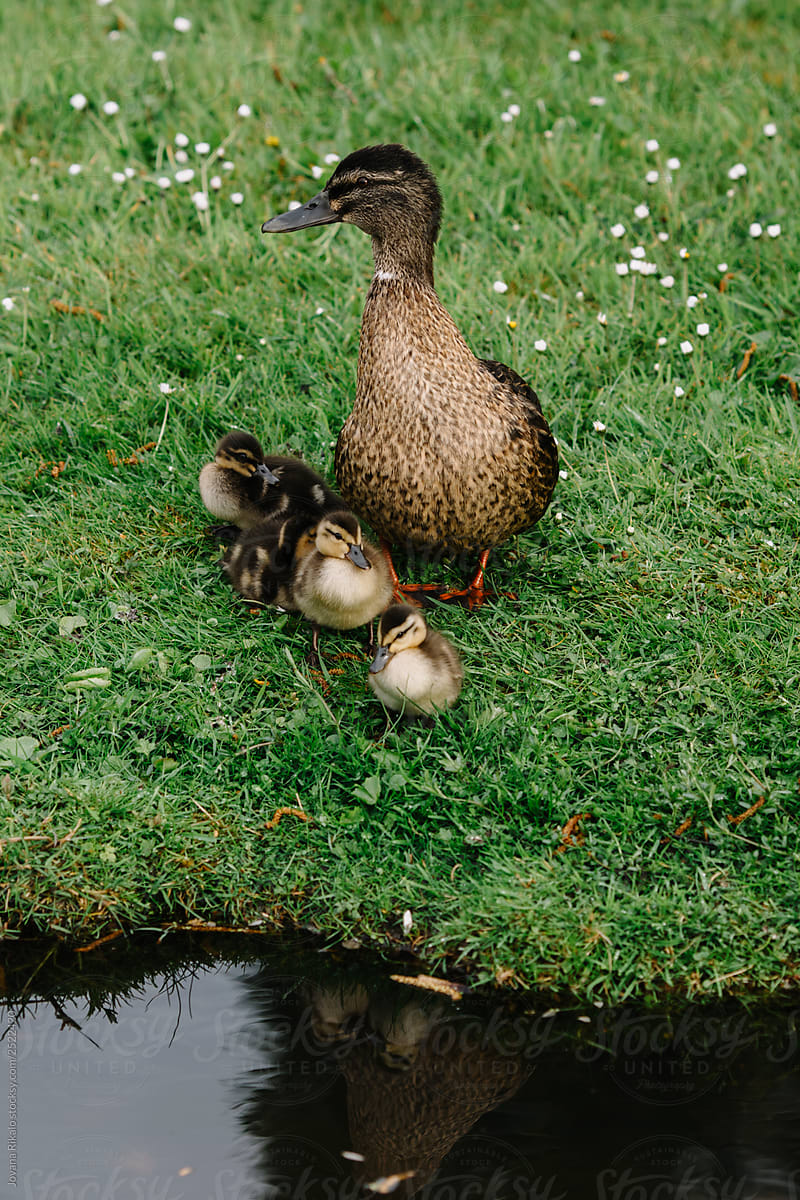 Mom duck and little ducks