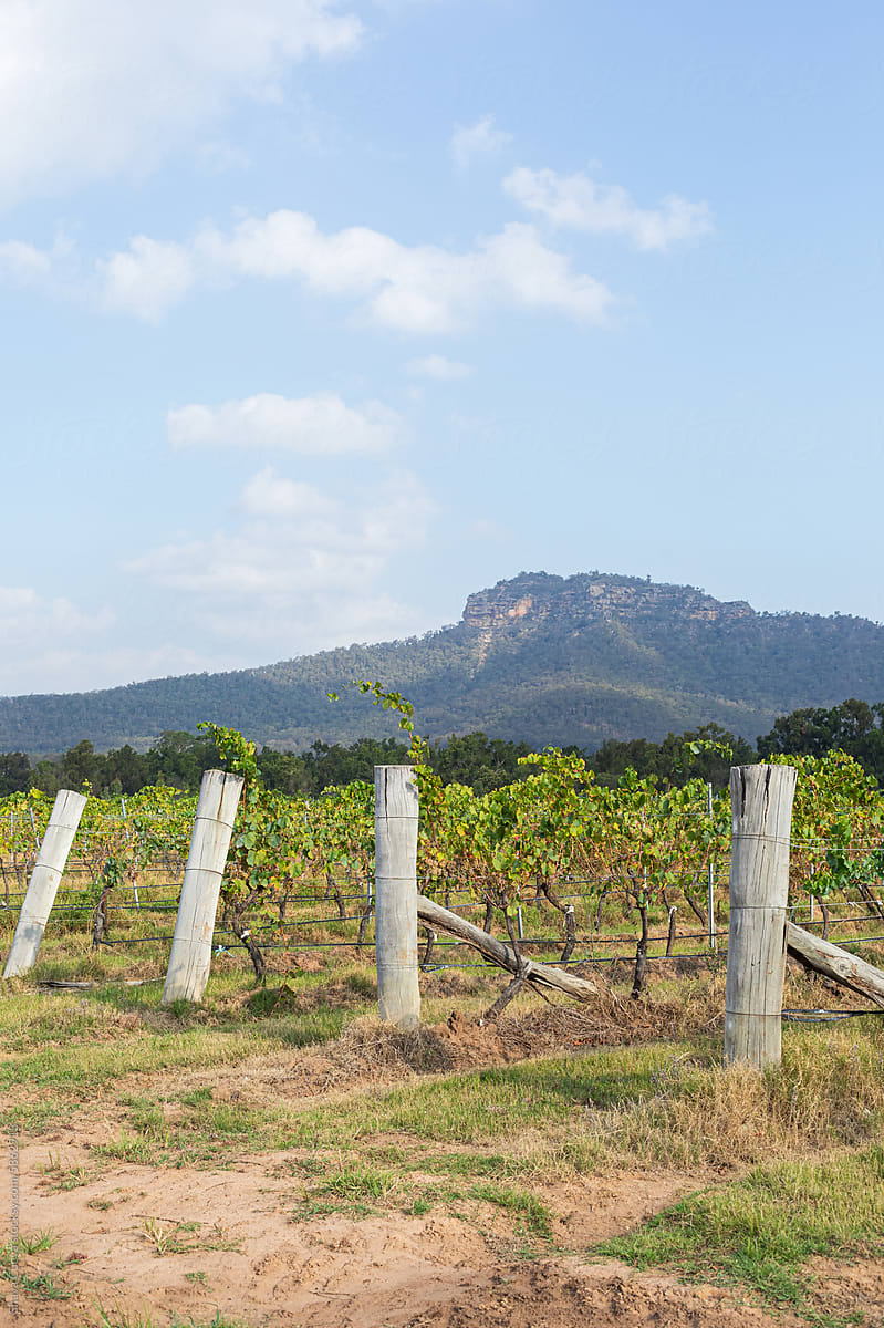 Rows of vineyards planted with wooden posts at the entrance