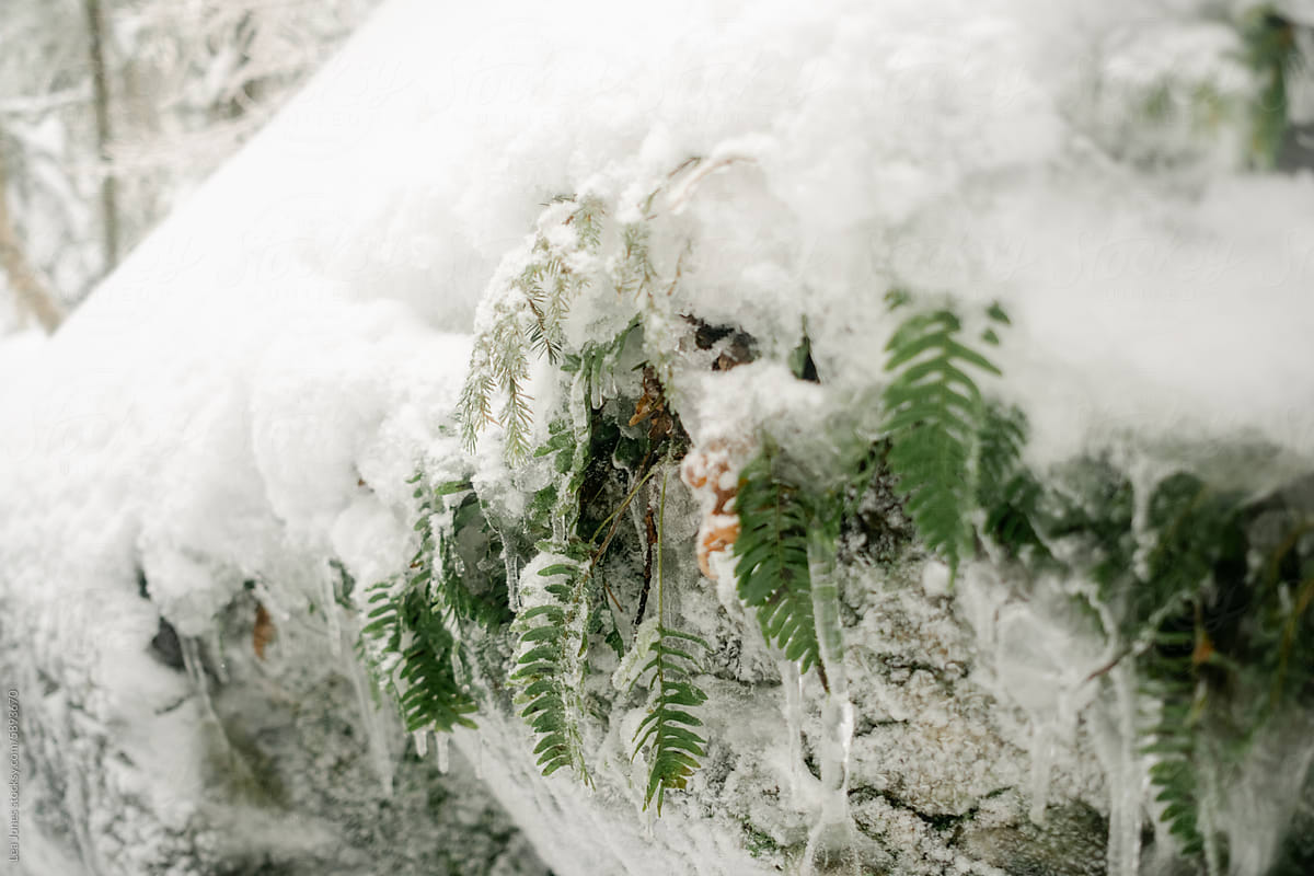 ferns under ice and snow in winter