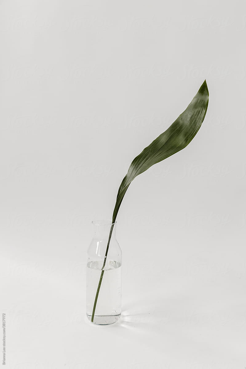 One dark green leaf in vase