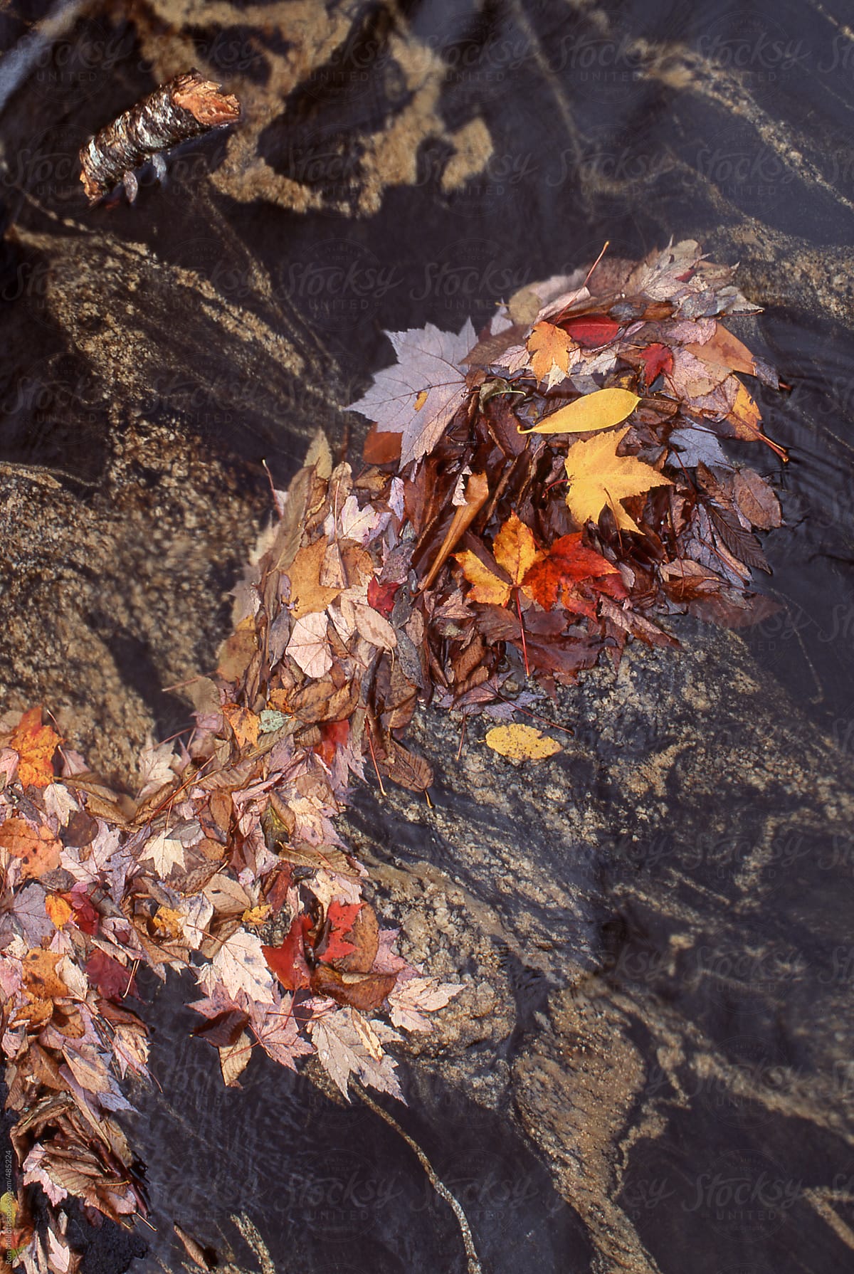 leaf jam of autumn leaves on small unnamed creek in the Blue Ridge Mountains