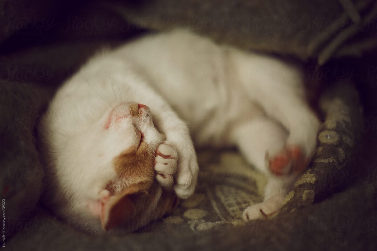 White and red tabby cat sleeping blissfuly in a woolen blanket with paws on his face