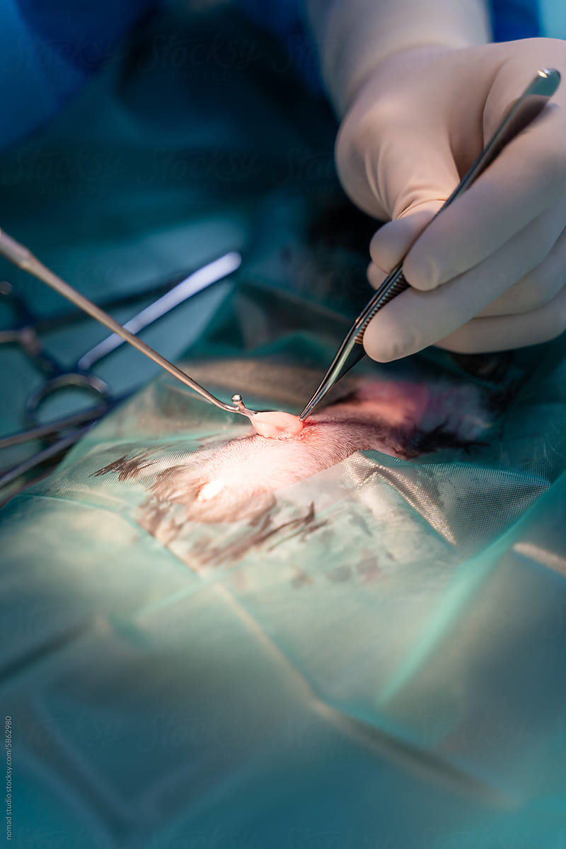 Close-up of a vet doing surgery.