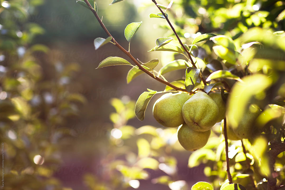 Organic Pears in Orchard