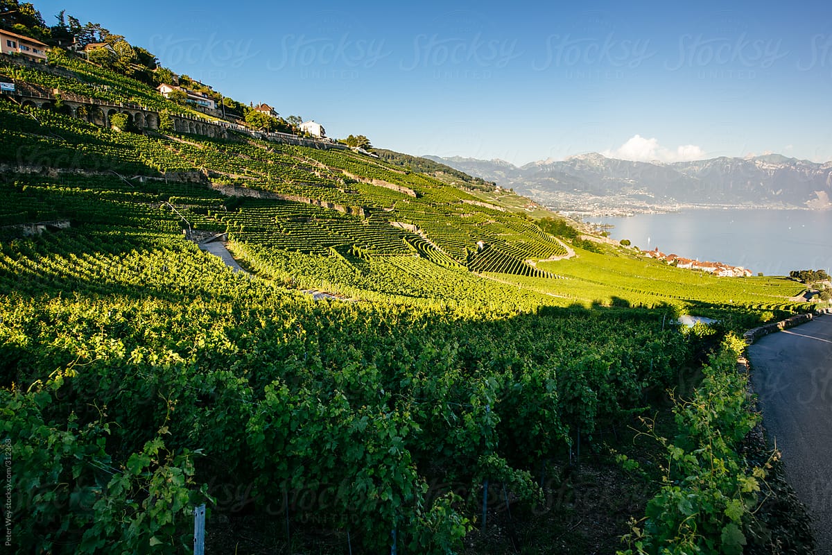 Vineyards of Lavaux at Lake Geneva.
