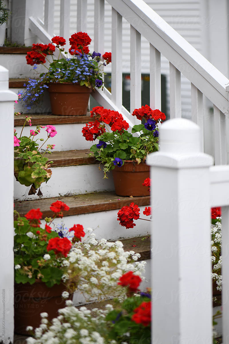 Potted Red Geranium Flowers On A Summer Staircase