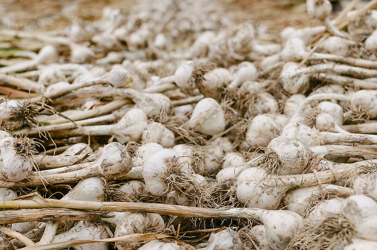 A pile of fresh garlic drying for market