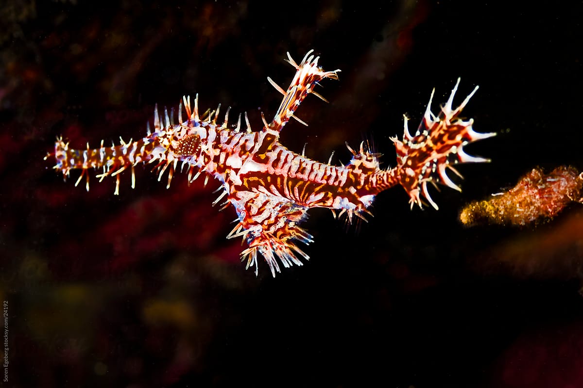 Vibrant Ornate Ghostpipe fish swimming on the reef underwater in Indonesia