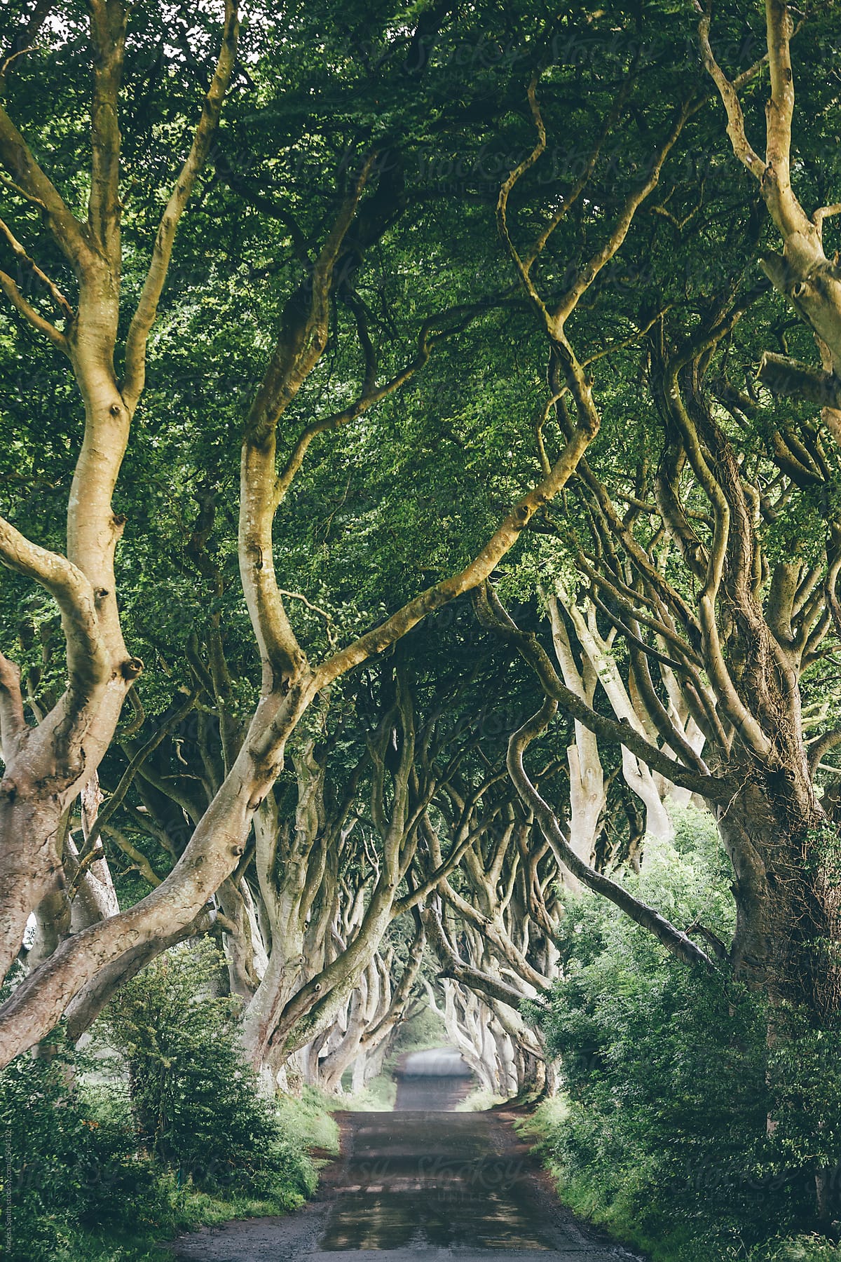 The Dark Hedges Northern Ireland A Tunnel Of Wrangled Beech Trees On A Rainy Day By Maresa Smith