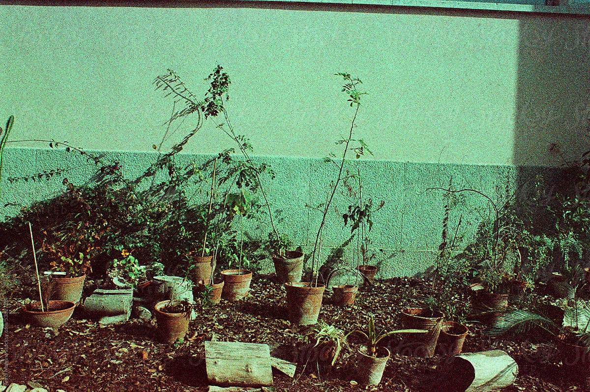 exotic plants in abandoned garden