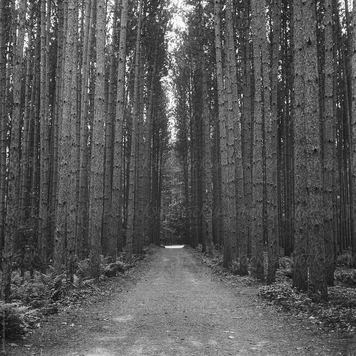 Road Through Pine Forest