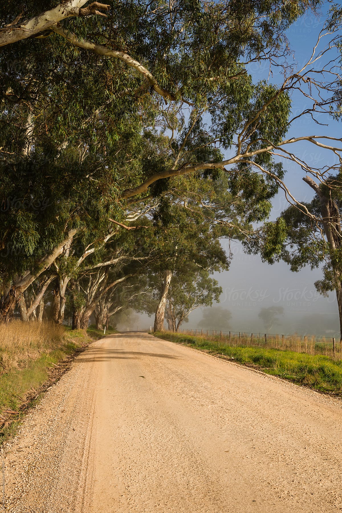 foggy country roads with gum trees