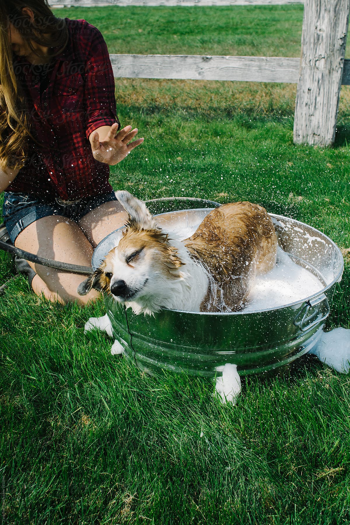 Corgi shakes water and soap off during a bath