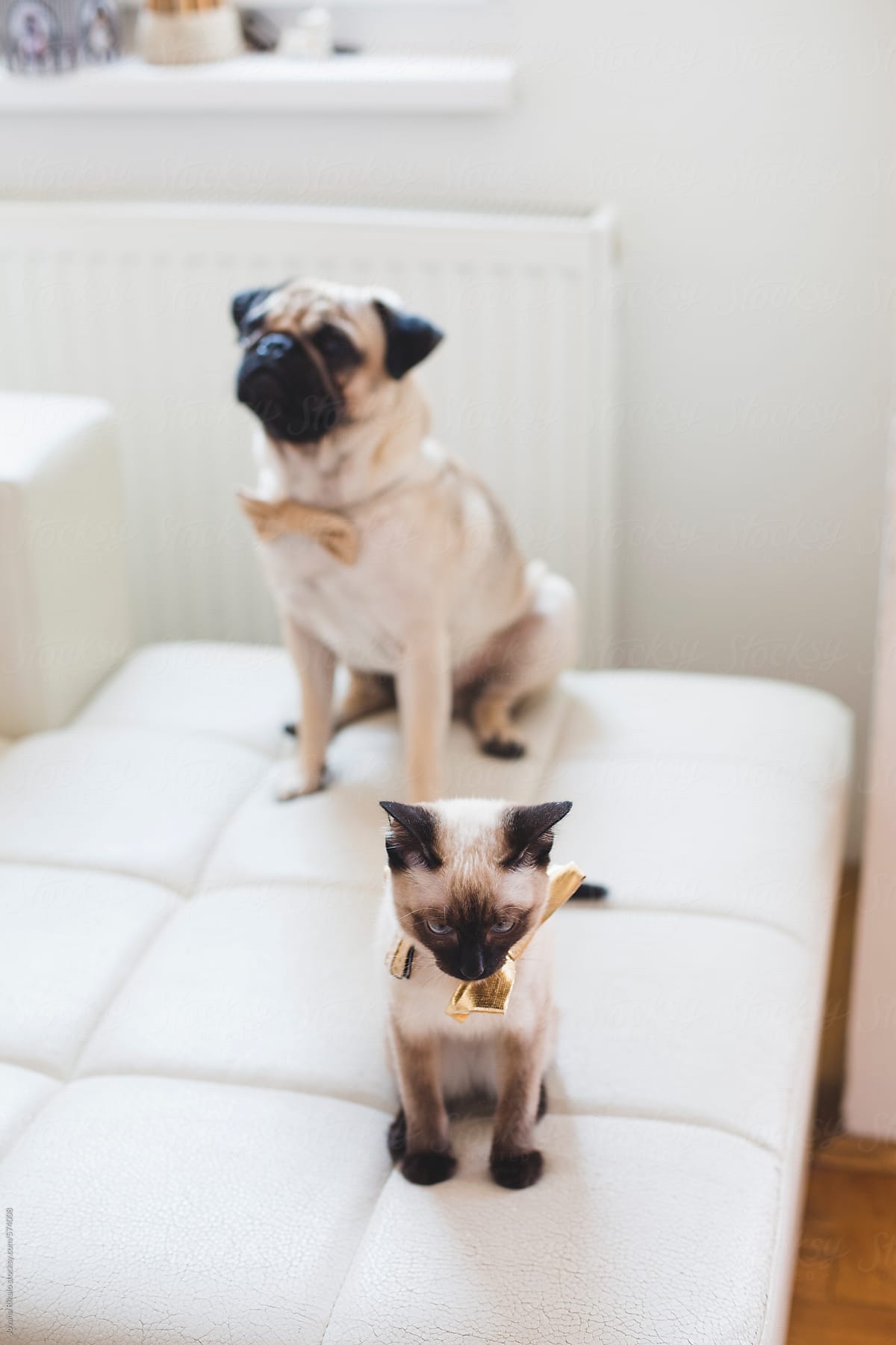 Fashionable kitty and pug-dog