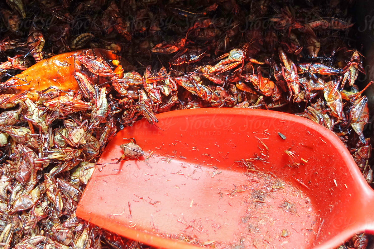 Edible insects at a Mexican exotic food market